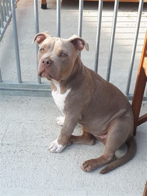 posted: 2 days ago. . Pocket bully female for sale
